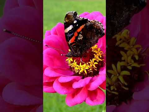 Vanessa atalanta (Linnaeus, 1758).