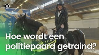 Hoe wordt een politiepaard getraind?