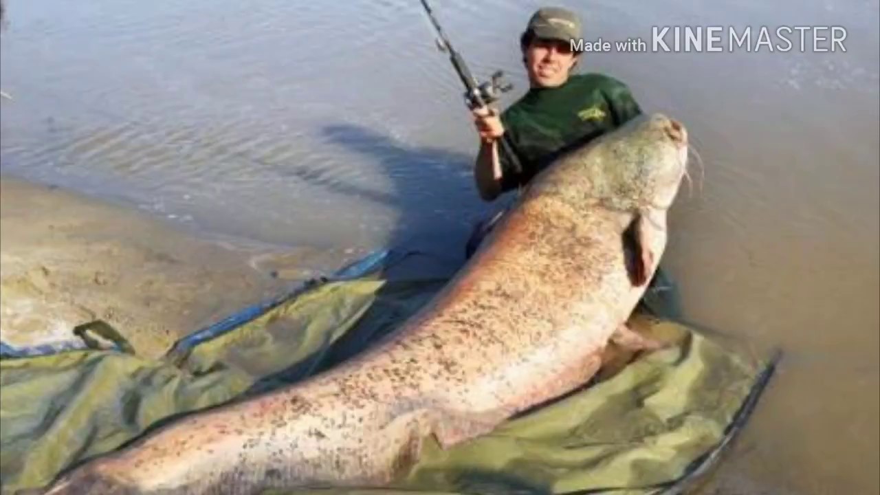 Сом людоед. Самый большой сом. Самая большая рыба в Каме. Сом рыба самый большой. Самый большой сом в России.