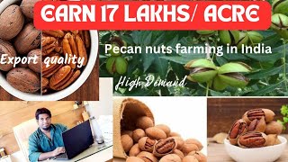 Pecan Nuts Farming In Hindi/Earn 17lakhs per acre/Pecan nuts cultivation&harvesting/पेकन नट्स कृषि