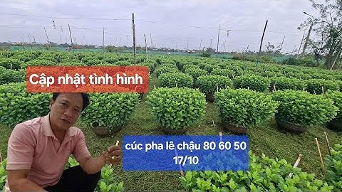 Cập nhật tình hình cúc pha lê chậu 80 60 50 năm nay trồng được chậu cúc đẹp hứa hẹn nhiều mơ ước