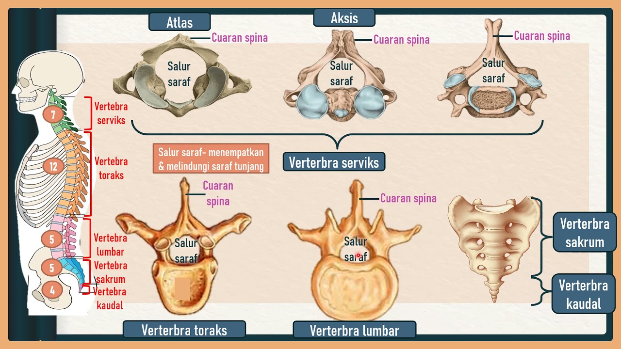 BIOLOGI KSSM TINGKATAN 4: 14.1 JENIS RANGKA & 14.2 SISTEM OTOT RANGKA MANUSIA