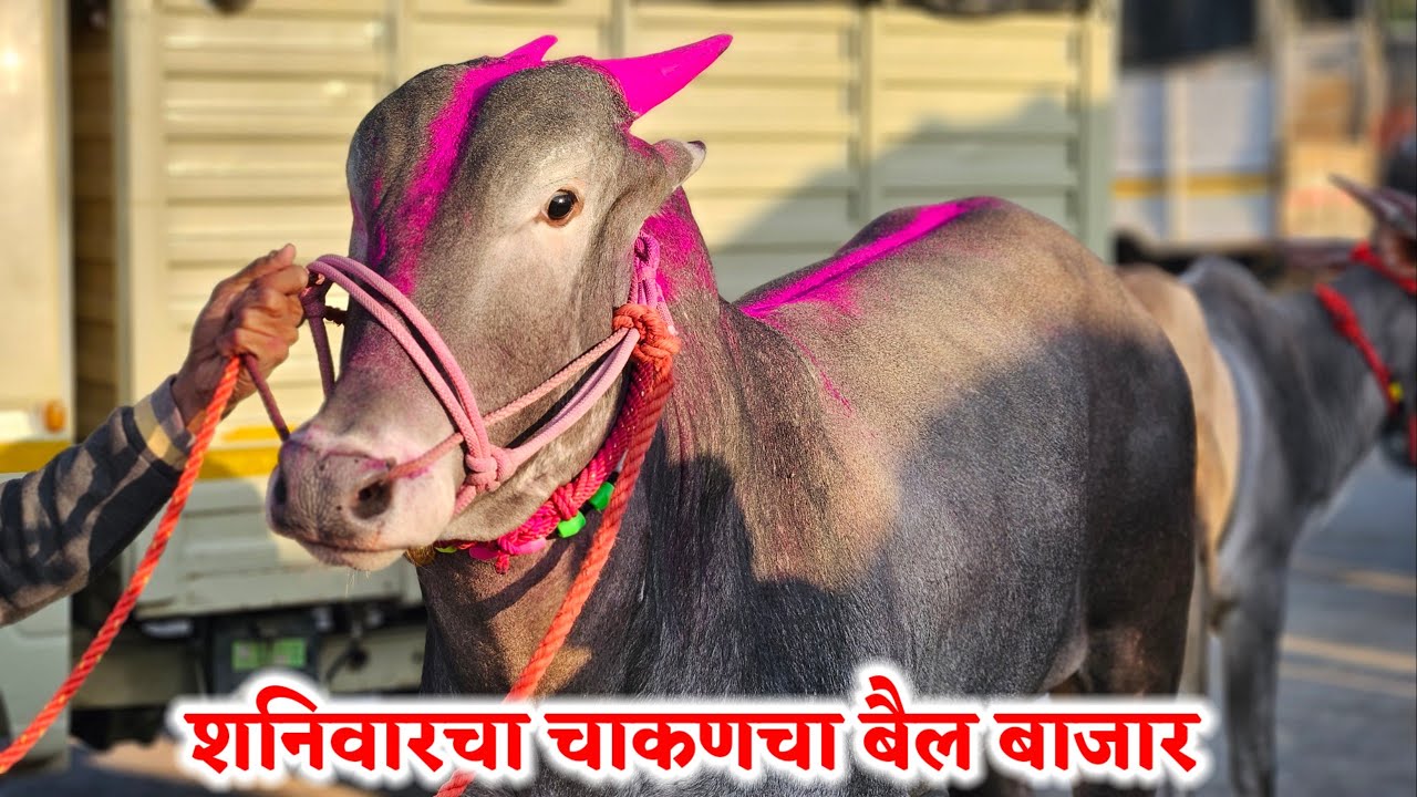 शनिवारचा चाकणचा बैल बाजार,,दि-‌07/03/2026…Chakan Bail Bajar..Bail Bazar chakan..#Chakan