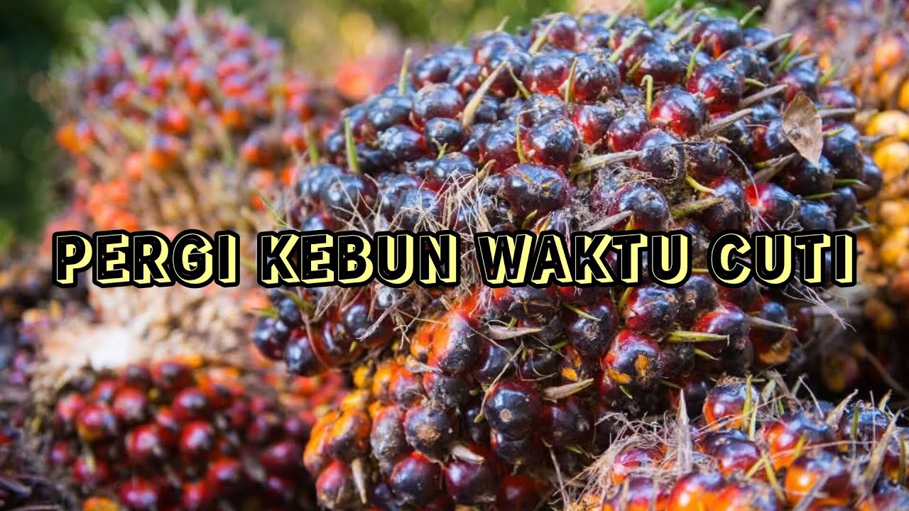 Pergi Ke Kebun Waktu Cuti