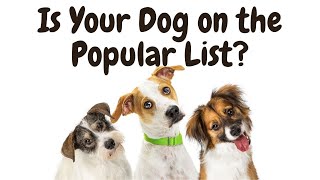 Is Your Dog on the Popular List? by Dogs of YouTube 58 views 1 year ago 3 minutes, 34 seconds