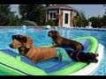 Wiener Dog Pool Party - Featuring Crusoe Celebrity Dachshund - GoPro