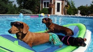 Wiener Dog Pool Party  Featuring Crusoe Celebrity Dachshund  GoPro