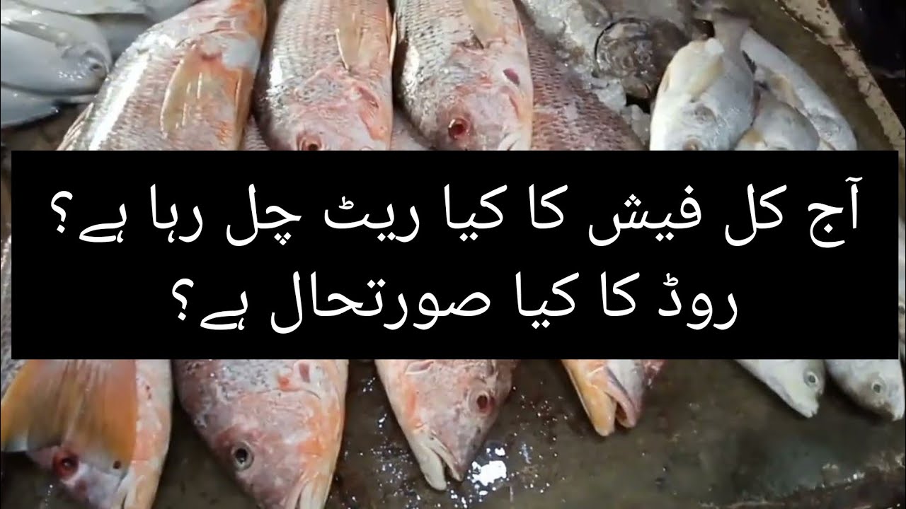 Fish Rate Information latest Fish rate Karachi Fishery YouTube