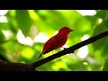 Observación de Pájaros y Aves  - TvAgro por Juan Gonzalo Angel