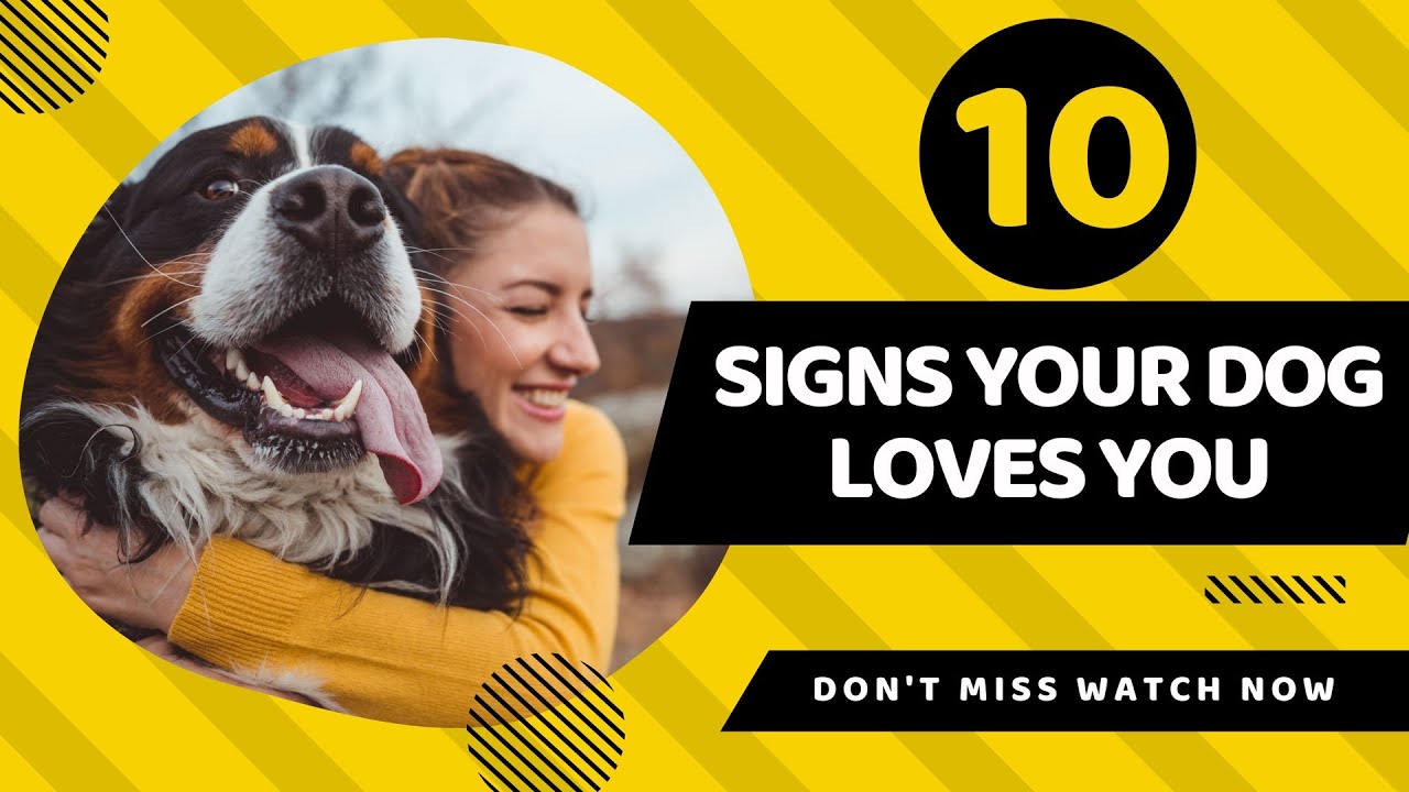 10 ways to know your dog loves you