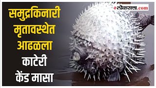 video thumbnail for: केंड मासा हाताळणे अतिशय धोकादायक; तज्ज्ञांची माहिती