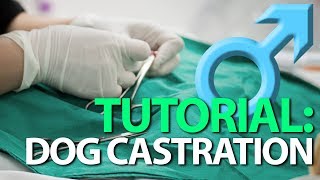 DOG CASTRATION