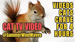 Cat TV Videos, Video Cats Crave, Outdoor Friends for Indoor Cats #Cat #tv #squirrel