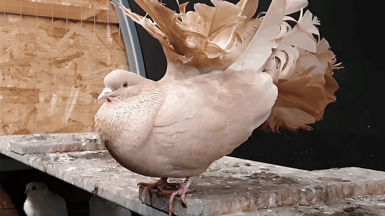 What’s Happening Inside the Pigeon Loft? (Daily Routine, NO EDIT)
