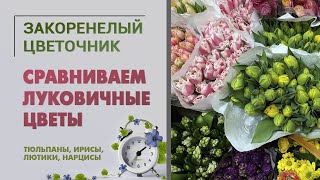 видео: Тюльпаны, ирисы, ранункулусы (лютики), нарциссы. Кто больше, дольше и сильнее? Сравниваем луковичные картинка: Тюльпаны, ирисы, ранункулусы (лютики), нарциссы. Кто больше, дольше и сильнее? Сравниваем луковичные