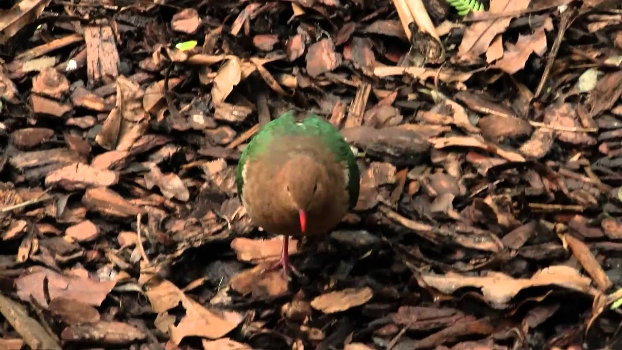 Common Emerald Dove (Chalcophaps indica) / Grünflügeltaube [1]