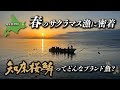 知床斜里町 春のサクラマス漁に完全密着!【第二十一北洋丸】