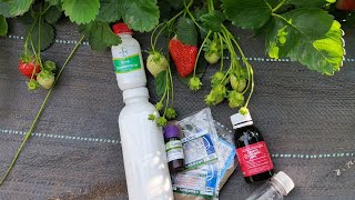 видео: Идеальный график обработок клубники от А до Я! Болезни и патогены не пройдут. картинка: Идеальный график обработок клубники от А до Я! Болезни и патогены не пройдут.