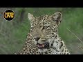 safariLIVE - Sunset Safari - January 10, 2019