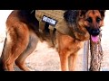 For Brooke Littlefield, why do I want a Service Dog?