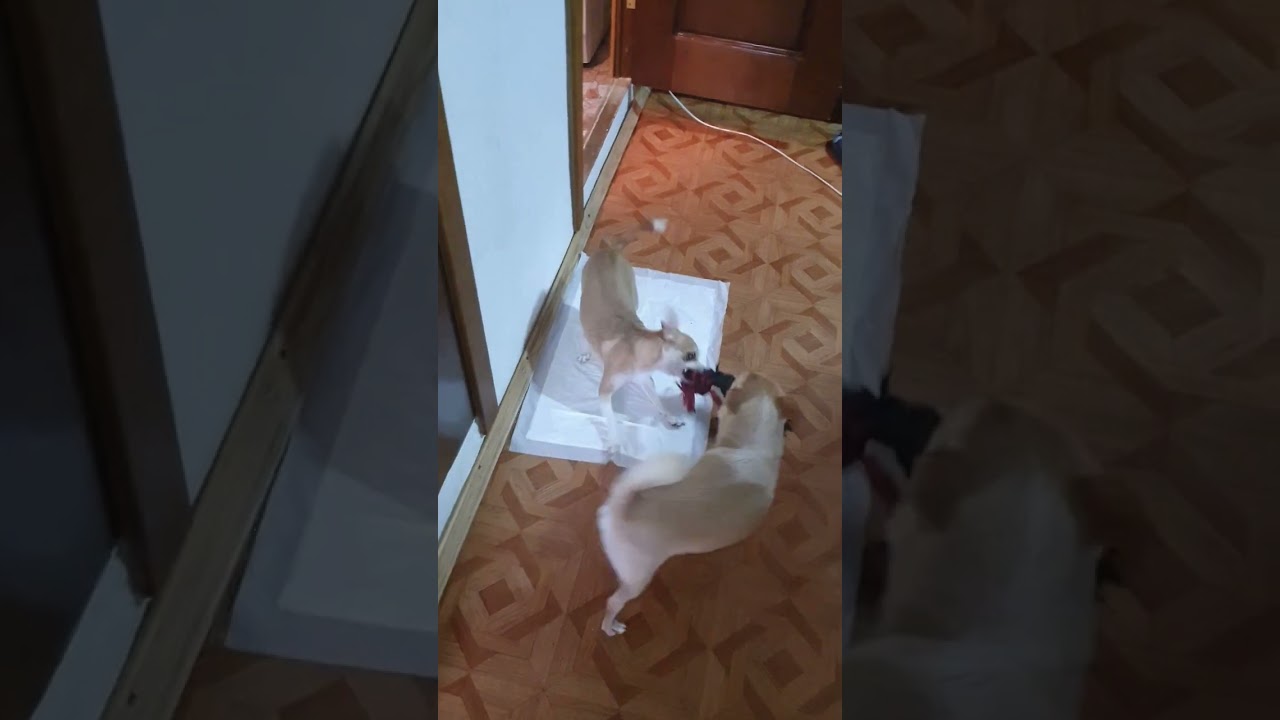 Angry Chihuahuas Tyson and Bead's Hilarious Battle For Their New Toy