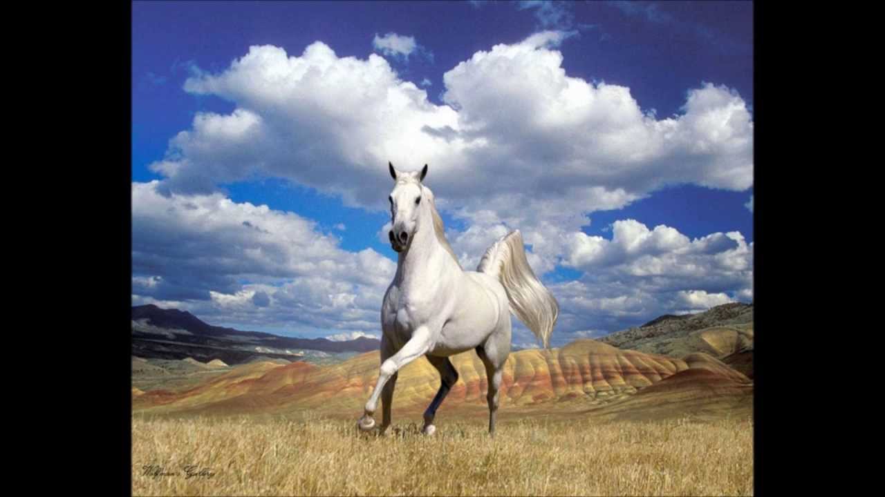 Country com belas imagens de cavalos - YouTube