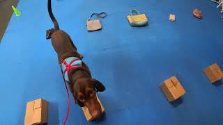 AKC Scent Work Advanced Containers - Qualifying run 