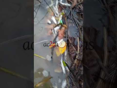 Acre registra morte de peixes no Rio Amônia e comunidade teme qualidade da água
