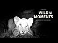 Baby Animals | Wild Moments