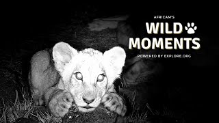 Baby Animals Wild Moments