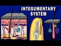 Integumentary System Quiz