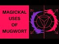 Magickal Uses Of Mugwort