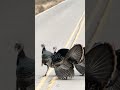 Strutting turkeys on Hwy 49 near Doris campground. WMWR 12/16/25