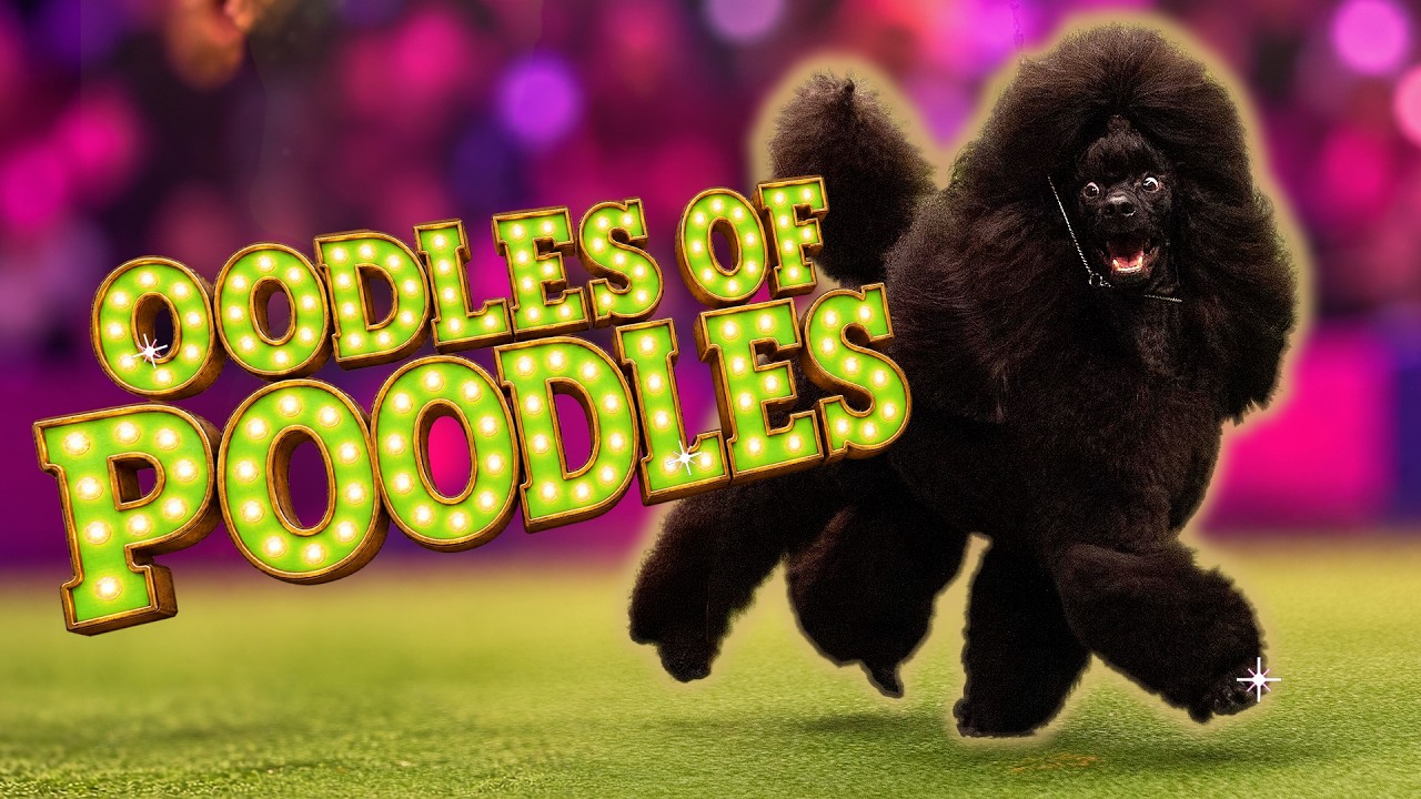 The Most STYLISH DOGS at Crufts? Nothing But Poodles!