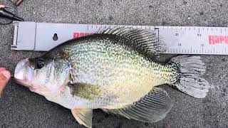 PB monster crappie Eastman Lake 3.09 lbs 16 in!