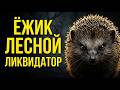 Еж: иммунитет к ядам, 5000 игл и секреты, которые вы не знали!