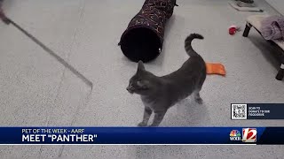 Noon Pets Of The Week:  Hoodini, Panther & Copperfield
