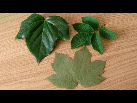 How To Dry Leaves Quickly (for crafts/ scrap booking etc)