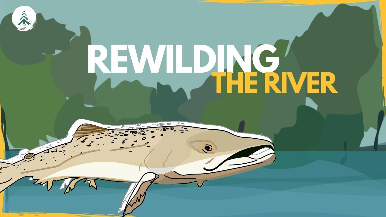 ⁣Why we need forests to save the Scottish Salmon