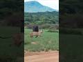 Lioness Attack Baby Buffalo By info wild news