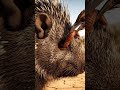 OMG! A🦔 porcupine is in trouble and a cute bird helped the 🦔 #wildlife #worm
