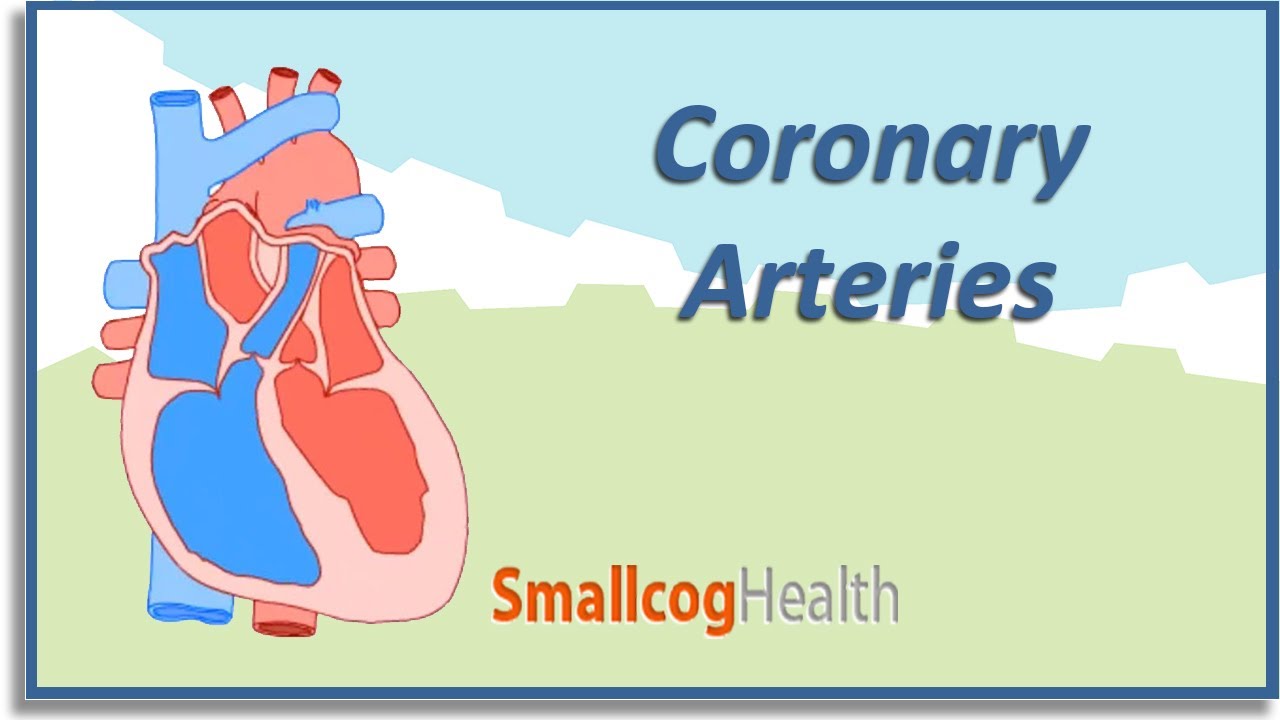 Coronary Arteries - YouTube