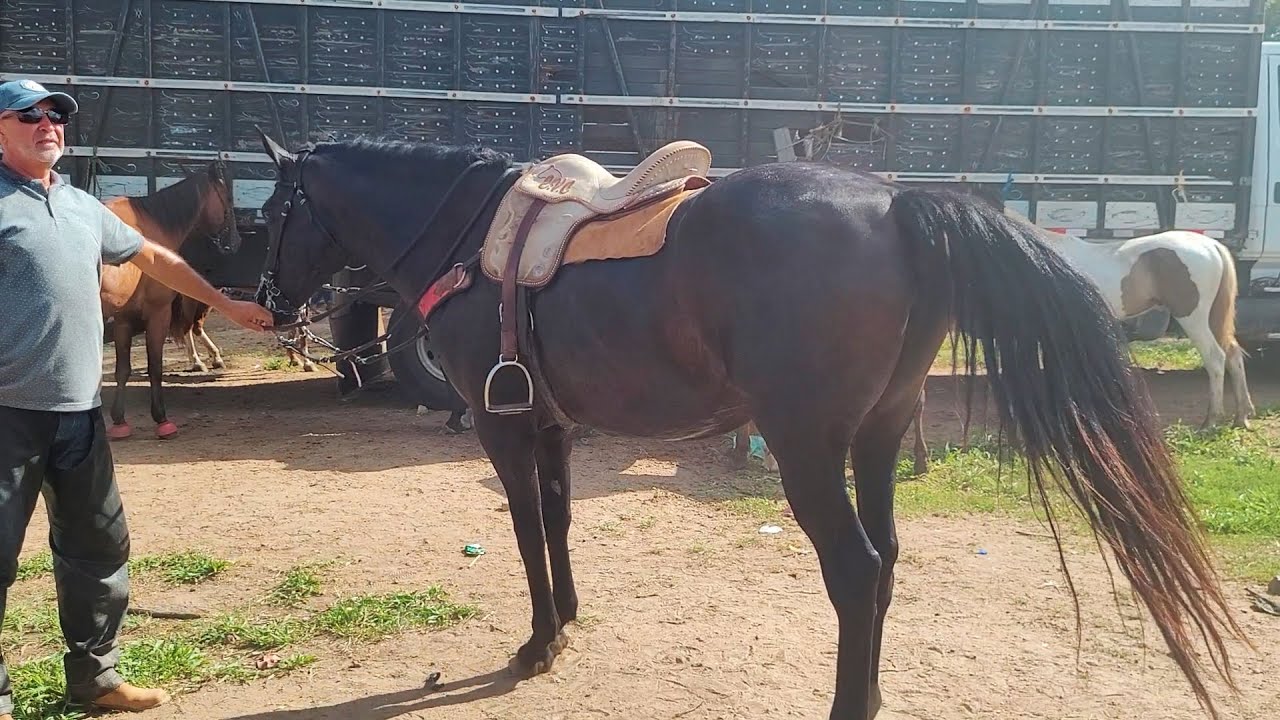 FEIRA DE CAVALO DE CARUARU PE, SÓ MÁQUIMA HOJE, TERÇA FEIRA, 12.03.24 #nordeste