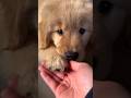 cute dogs 🐶🐕/#shorts #dogs #doglove #dogsshorts #shortfeed #viral