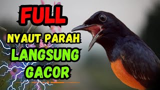 Download Lagu 100% FULL nyaut !! Saut Sautan murai batu gacor ampuh jadikan murai diam langsung nyaut bunyi gacor MP3 Download Lagu 100% FULL nyaut !! Saut Sautan murai batu gacor ampuh jadikan murai diam langsung nyaut bunyi gacor MP3