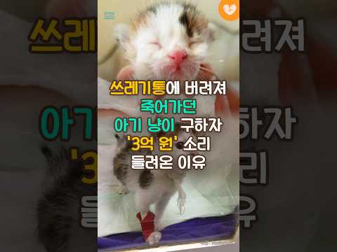 쓰레기통에 버려져 죽어가던 <strong>아기</strong> 냥이 구하자 &amp;#39;3억 <strong>원</strong>&amp;#39; <strong>소리</strong> 들려온 이유 #shorts #고양이 #아기고양이