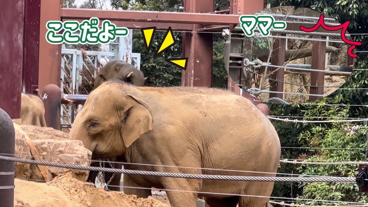 精一杯に鼻を伸ばし身を乗り出して母を求めるアルン🐘　3月6日 上野動物園　アジアゾウ