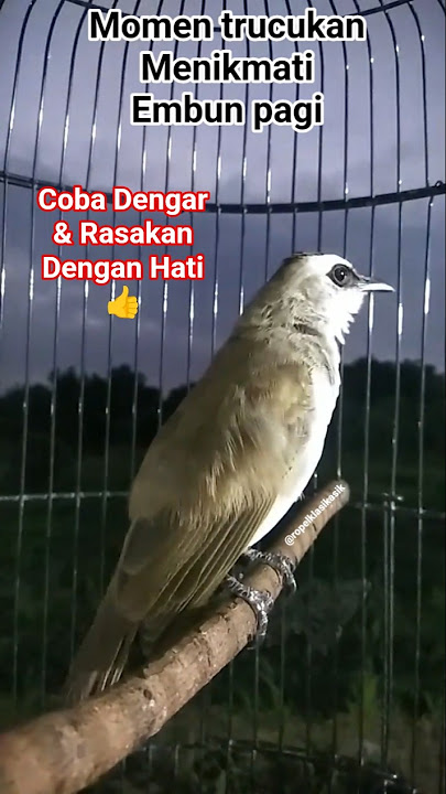 momen trucukan menikmati proses embun pagi. #hobiburung #trucukanropel #trucukangacor #pengembunan