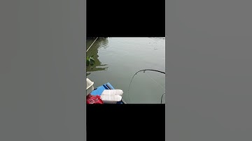 câu tôm dính cá hồi hợp quá trời luôn#cauca#tom#chê miền tây