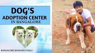 FREE DOG'S ADOPTION CENTER IN BANGALORE | Bhavi M - YouTube